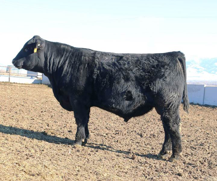VDAR Wulffs Mr Nevada 1264