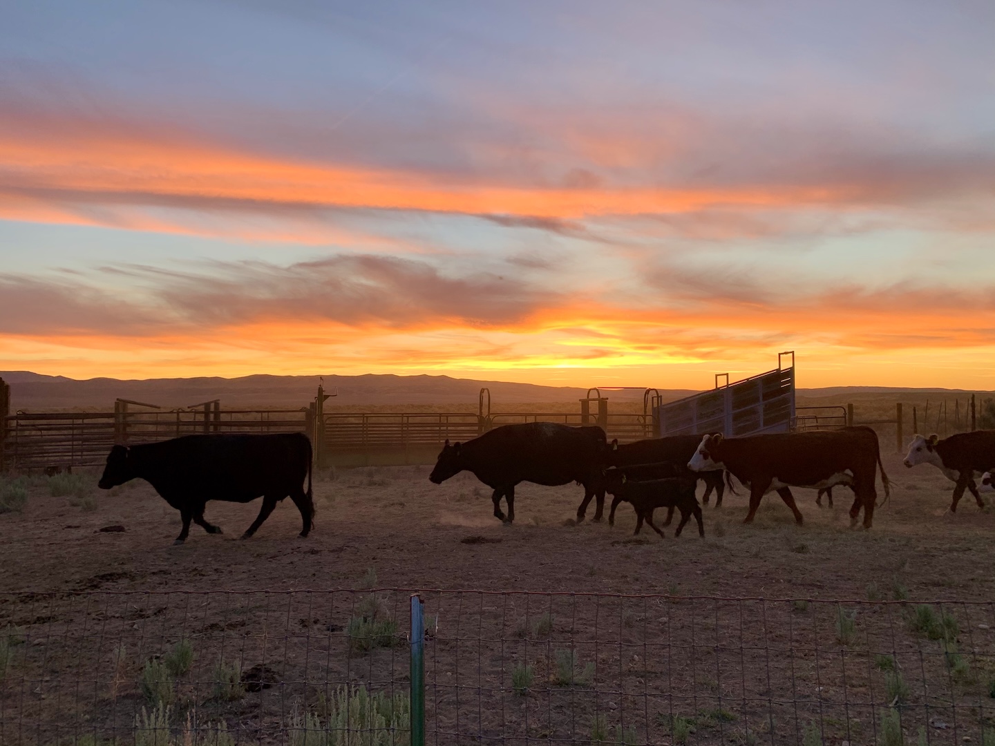 Cattle at the ranch under a brilliant Nevada sunset
