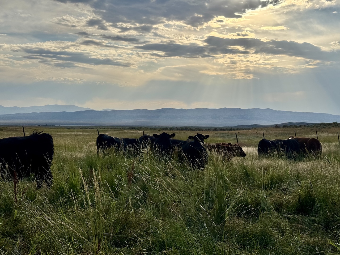 Cattle grazing beneath sunlit clouds over the Nevada range