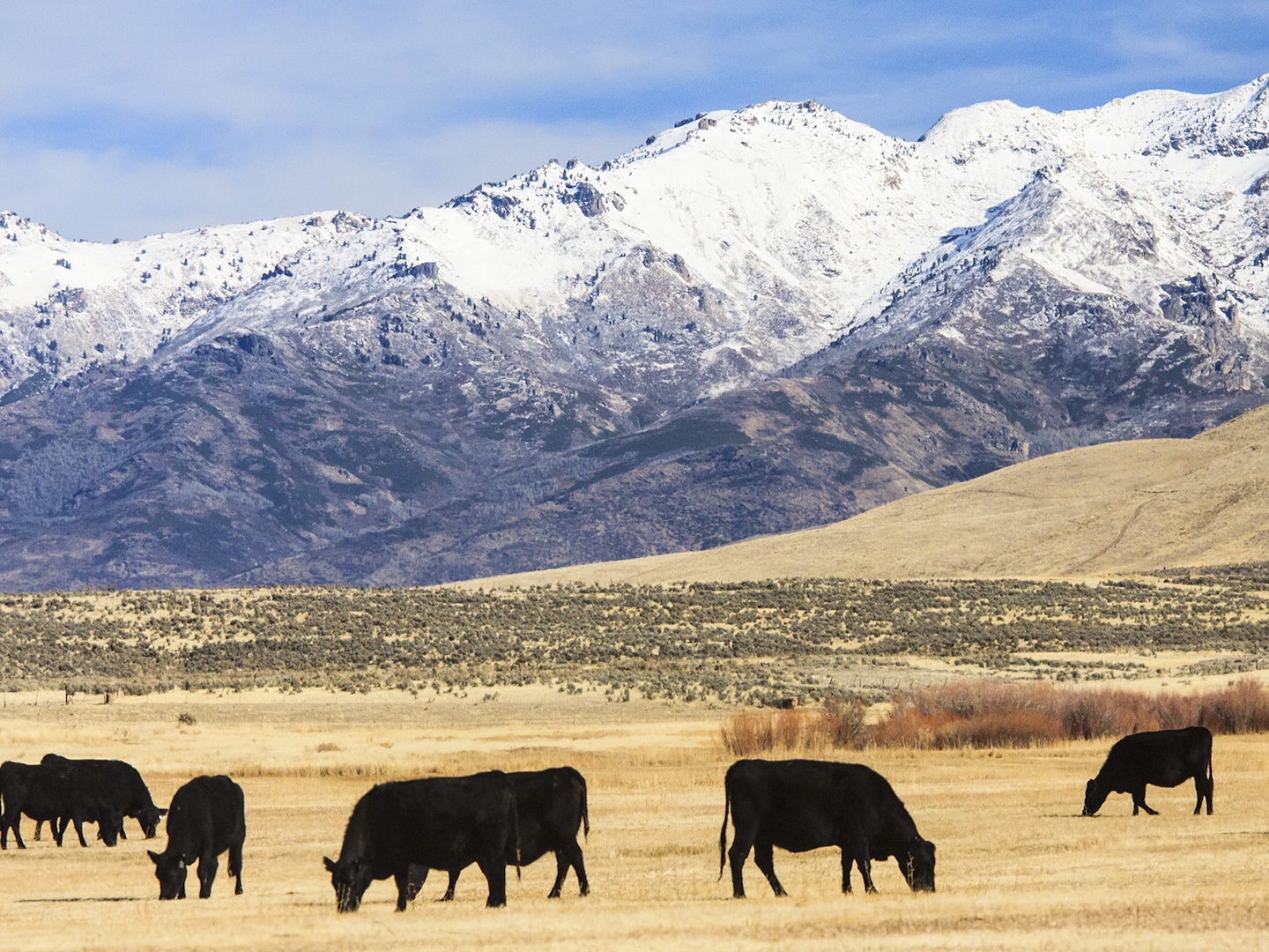 Beitia cattle grazing below the snow-covered Nevada mountains